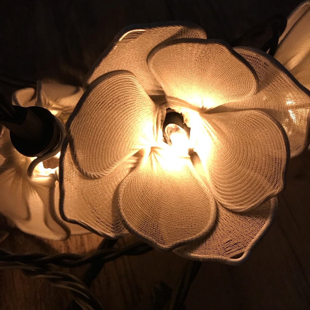 Beautiful little flowers.